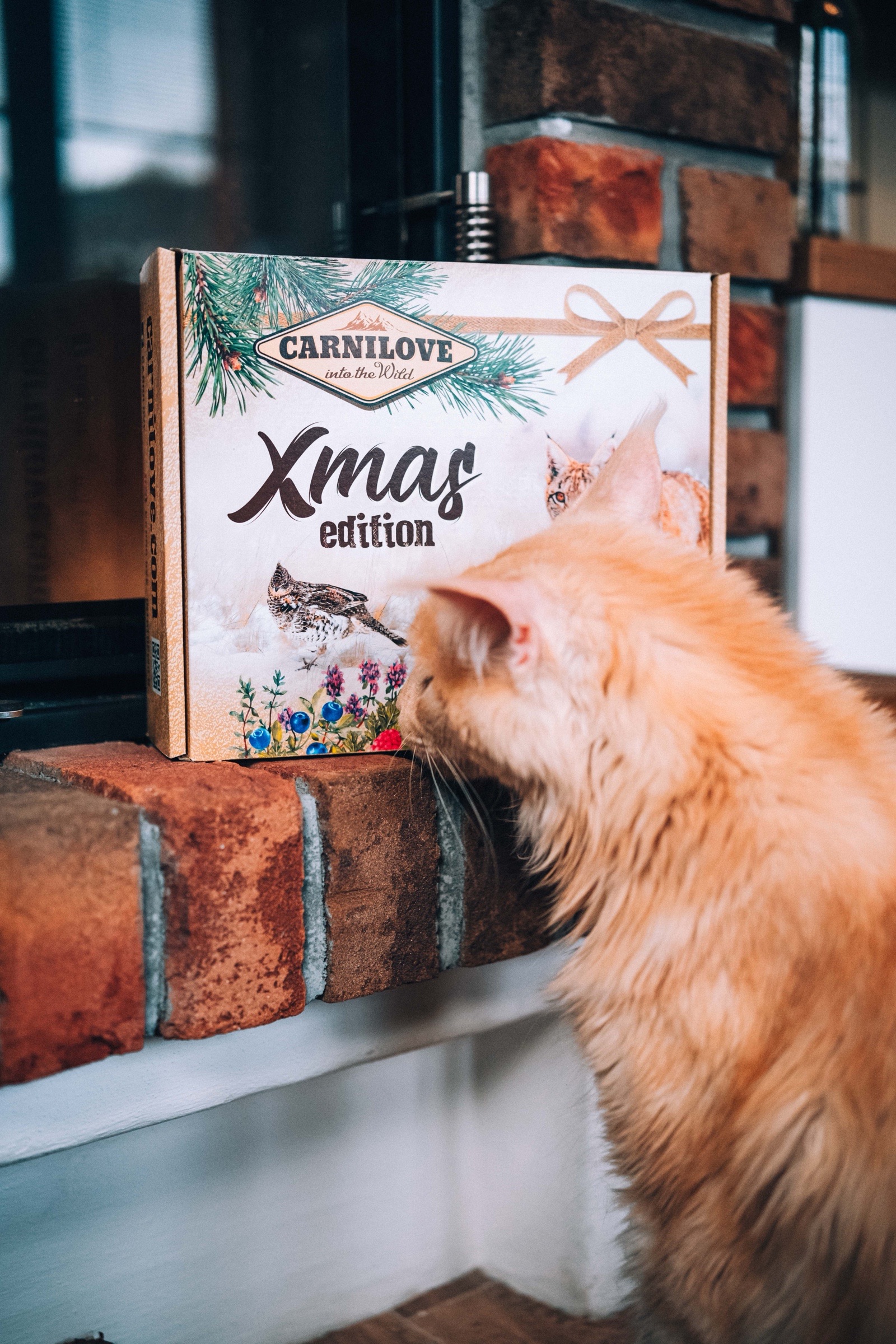 Xmas box pro kočky