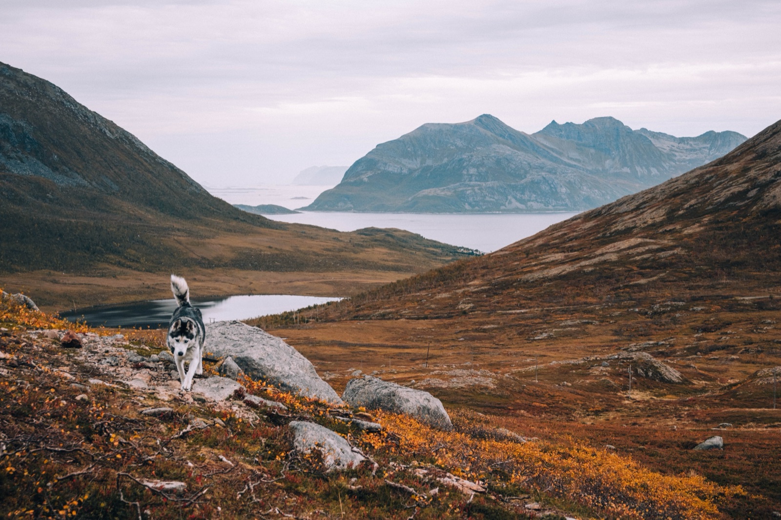 Norsko — husky u fjordu