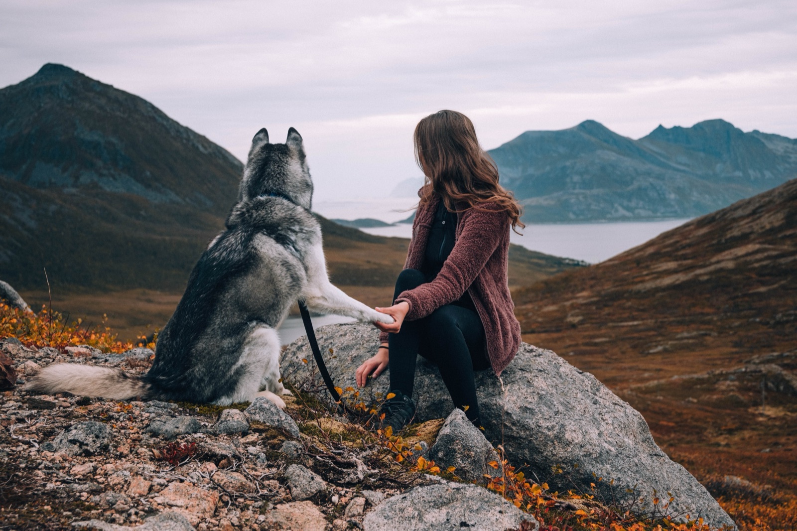 Norsko — Terka a husky